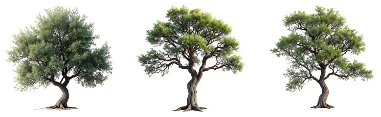 Set of various trees isolated on transparent background