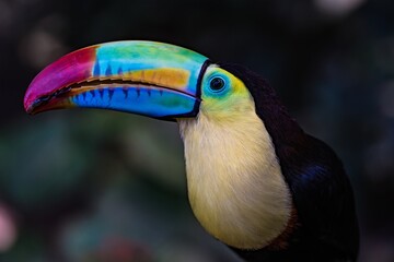 Colorful Close-Up Portrait of a Keel-Billed Toucan with Black Background