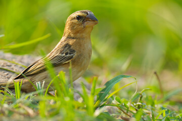 baya weaver (Ploceus philippinus) bird watching in the forest.
