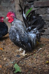 striking Serama rooster, showcasing its distinctive black and white speckled plumage and vibrant red comb, standing proudly on textured ground.