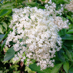 Blooming elderberry in the garden against the sky. Flowers, sambucus