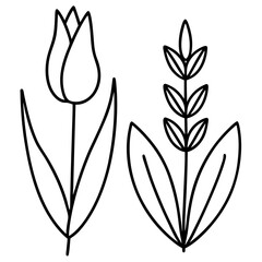 Obraz premium Tulip and Wheat Botanical Line Art