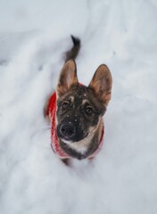German Shepard Puppy's First Winter in Snow