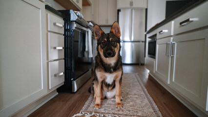 German Shepard Husky Mix in Kitchen © Nancymoua