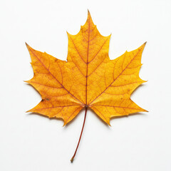 Obraz premium maple leaf isolated on white