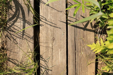 A close-up of a wooden hiking trail winding through the swamp, set in the wetlands of Europe in Ukrainian Polissia.