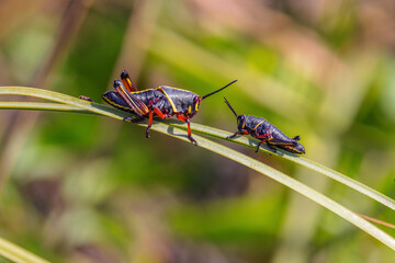 Two grasshoppers with unique coloring and different sizes