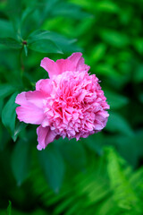 Colorful summer flowers in thre garden