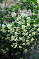 White flowers of jasmine tree