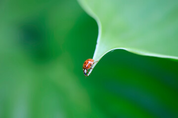 Tiny ladybug sitting on green leaf