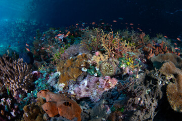 A well-camouflaged scorpionfish waits to ambush fish on a coral reef in the Pantar Strait, near the island of Alor, Indonesia. This tropical region harbors spectacular marine biodiversity.