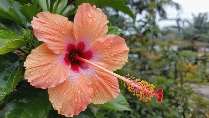 red hibiscus flower