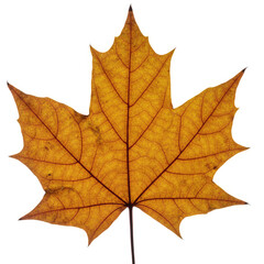 Obraz premium maple leaf isolated on white