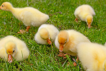 Funny small bright  yellow goslings on the green grass