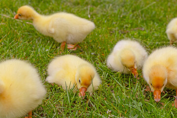 Funny small bright  yellow goslings on the green grass