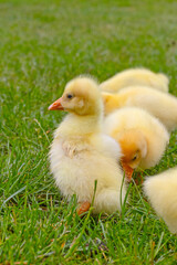 Funny small bright  yellow goslings on the green grass