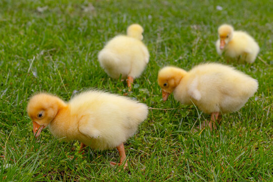 Funny small bright  yellow goslings on the green grass