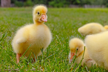 Funny small bright  yellow goslings on the green grass