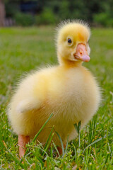 Funny small bright  yellow goslings on the green grass