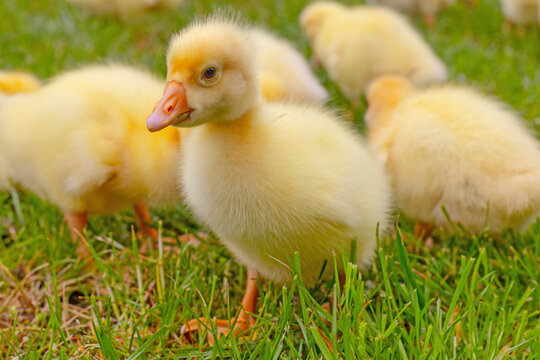 Funny small bright  yellow goslings on the green grass