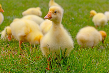 Funny small bright  yellow goslings on the green grass