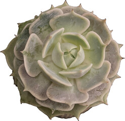 succulent cutout png
