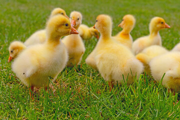 Funny small bright  yellow goslings on the green grass