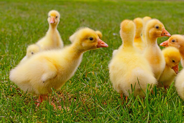 Funny small bright  yellow goslings on the green grass