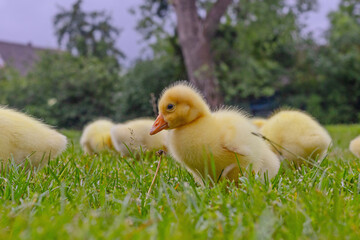 Funny small bright  yellow goslings on the green grass