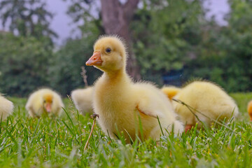 Funny small bright  yellow goslings on the green grass