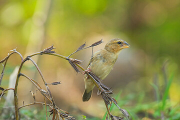 baya weaver (Ploceus philippinus)on a branch bird watching in the forest.