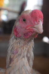 A close-up portrait of an Asil chicken reveals its distinctive reddish-pink face, prominent comb, and observant eye, set against soft, light-colored feathers.

