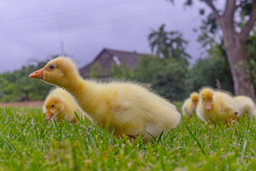 Funny small bright  yellow goslings on the green grass