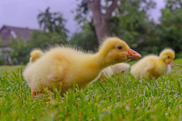 Funny small bright  yellow goslings on the green grass