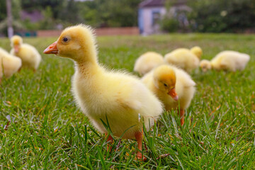 Funny small bright  yellow goslings on the green grass