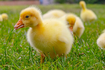 Funny small bright  yellow goslings on the green grass