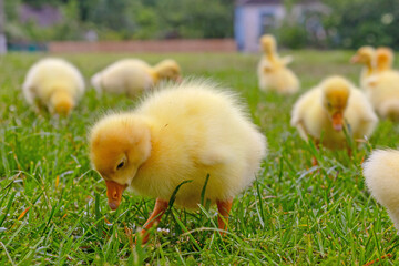 Funny small bright  yellow goslings on the green grass