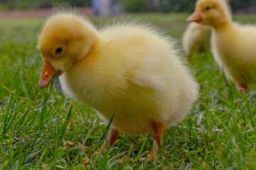 Funny small bright  yellow goslings on the green grass
