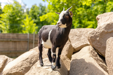 A small black and white goat is perched on top of large rocks in a bright, sunny outdoor area, with lush green trees in the background. The goat appears curious and alert