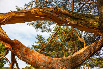 A thick pine branch split lengthwise with wood fibers sticking out
