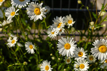 A group of white daisy flowers with yellow centers are blooming under bright sunlight. The vibrant...