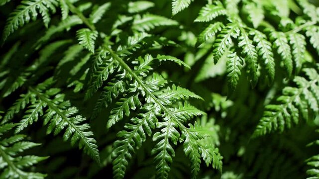 Green fern fronds displaying intricate natural patterns, showcasing delicate texture and botanical details in close macro view