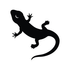 lizard on white background