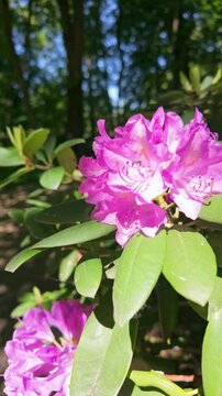 Blooming pink rhododendrons swaying gently in sunlit garden. Rhododendron catawbiense, Catawba rosebay, mountain rosebay