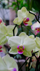 Blooming Orchid Phalaenopsis Close-Up
