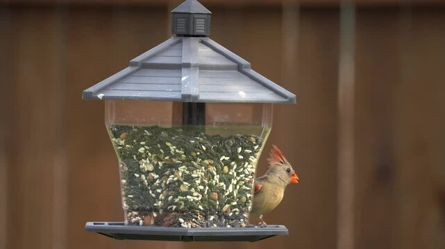 variety of birds including sparrow, cardinal, pigeon, dove playing and feeding in a bird feeder