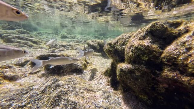 Meer&auml;schen,  Mugilidae ein Schwarm- und Speisefisch in k&uuml;stennahen Gew&auml;ssern mit Algenbewuchs