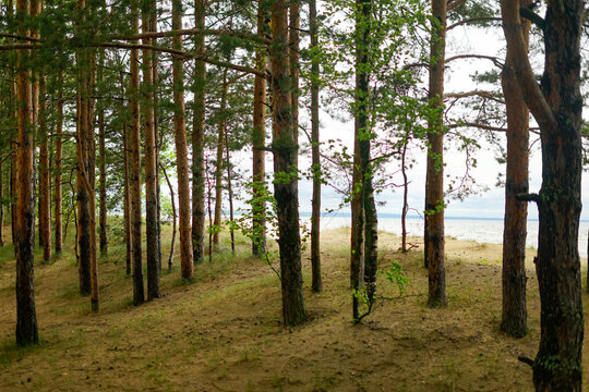 trees in the forest