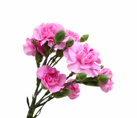 Stack Carnations on white background
