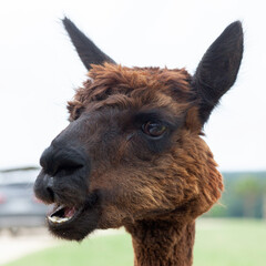 Fototapeta premium Brown alpaca close up